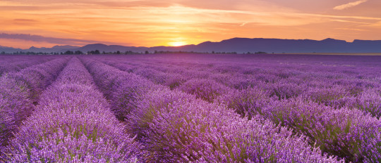 Imparare il francese in Provenza