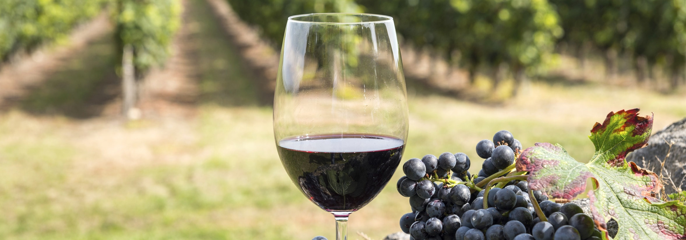 Saper vivere alla francese: parlare francese davanti a un bicchiere di vino!